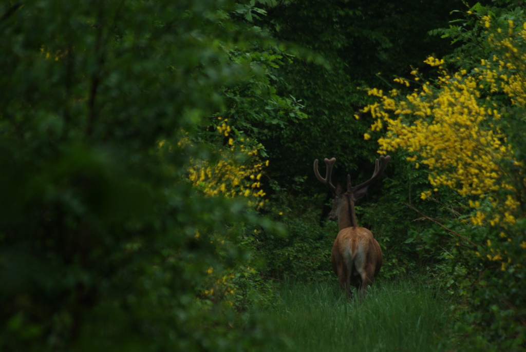 cerf